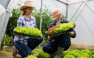 Mutlu kıdemli adam aile serası işinde bir kadınla birlikte çalışıyor. İnsanlar organik gıda konsepti.