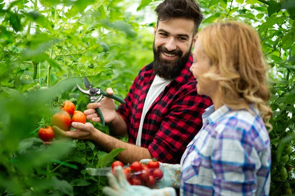 Tim Yang Bersahabat Memanen Sayuran Segar Dari Atas Atap Kebun — Stok Foto