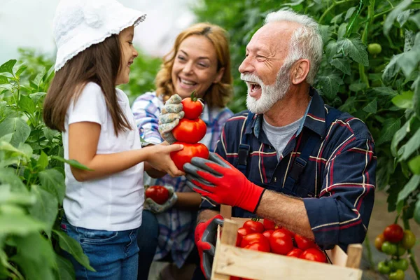 Happy Senior Man Working Together Family Greenhouse Business People Organic — Stock Photo, Image