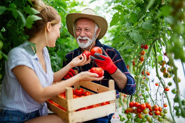 爷爷和家人一起在生物农场种植有机蔬菜 人民健康食品概念 — 图库照片