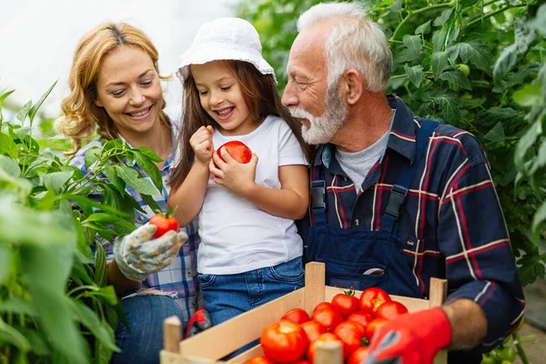 Kakek Senior Menanam Sayuran Organik Dengan Keluarga Peternakan Bio Orang — Stok Foto
