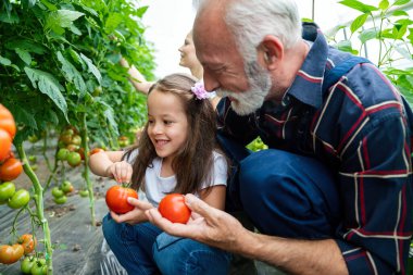 Sera işinde ailesiyle birlikte çalışan mutlu kıdemli bir adam. İnsanlar organik besin konsepti.