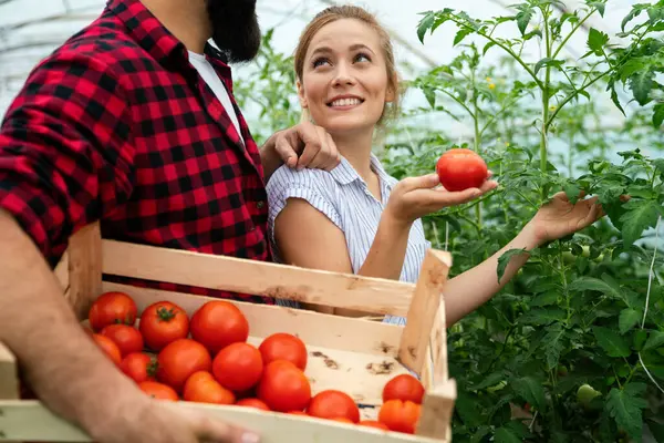 Jovem Casal Feliz Agricultores Que Trabalham Estufa Com Bio Tomate — Fotografia de Stock