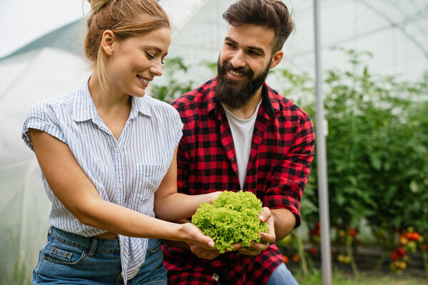Happy family agriculture smart farmers working picking vegetables working in organic greenhouse farm. People greenhouse healthy food concept