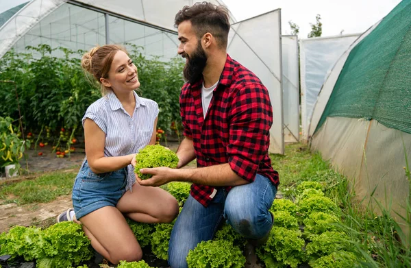 ハッピーファミリー 有機温室農家野菜収穫のカップルは 地元のコンビニエンスストアに販売するレタスを収集します — ストック写真