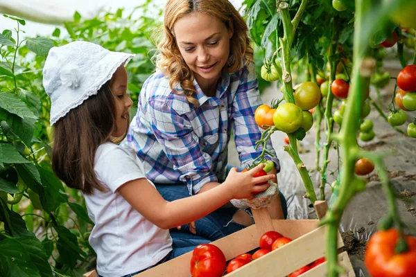 Familia Rural Recoger Orgánicamente Los Tomates Jardín Niña Ayudando Madre — Foto de Stock