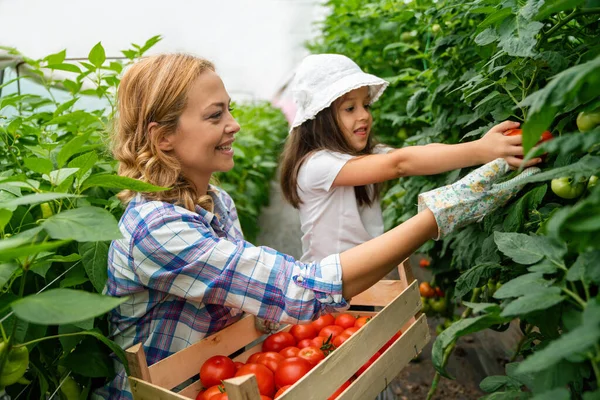 Familia Feliz Trabajando Invernadero Orgánico Mujer Niño Cultivando Cosechando Plantas — Foto de Stock