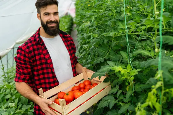 Organický Skleníkový Byznys Šťastný Mladý Farmář Muž Sbírá Čerstvé Zralé — Stock fotografie