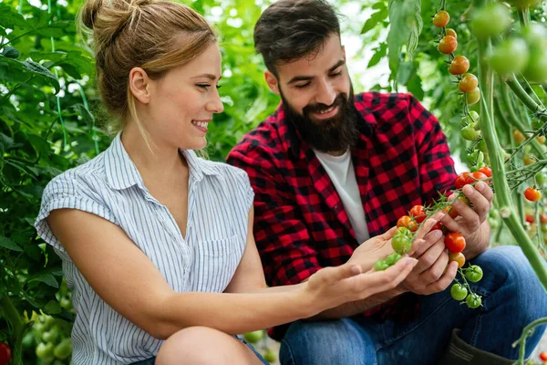 Família Fazenda Bem Sucedida Par Envolveu Crescimento Verduras Orgânicas Estufa — Fotografia de Stock