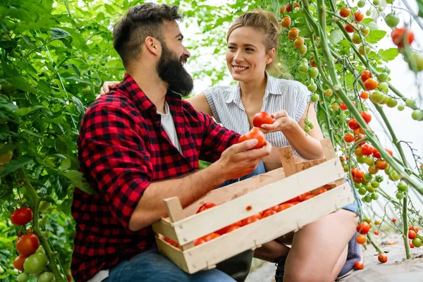 成功した農家 夫婦は温室で有機野菜の栽培に従事し 夏にトマトの作物を収集しました — ストック写真