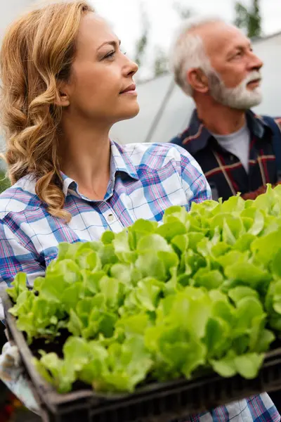 温室からレタスや野菜を収穫する幸せな農家労働者 農民のライフスタイルコンセプト — ストック写真