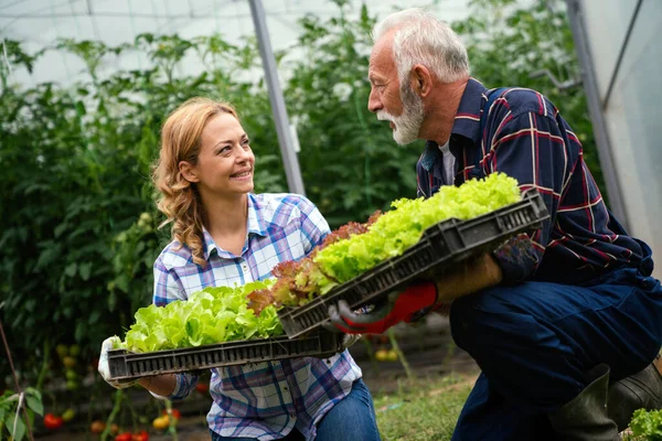 Šťastné Rodinné Zemědělství Inteligentní Farmáři Pracující Sklizni Zeleniny Pracující Ekologické — Stock fotografie
