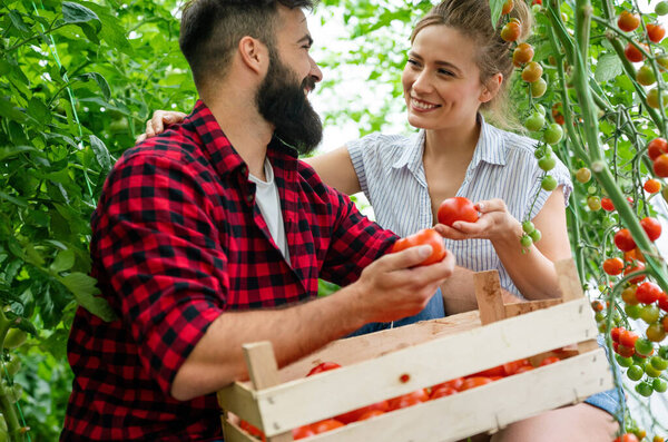 Young couple harvesting fresh tomatoes from the organic greenhouse garden. People healthy food concept