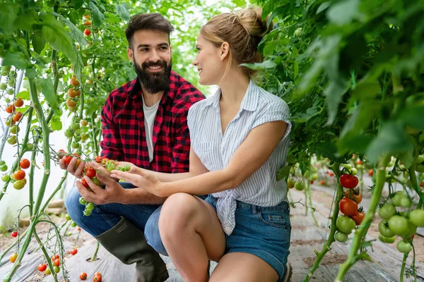 Successful farm family, couple engaged in growing of organic vegetables in hothouse, gathering crop of tomatoes in summertime