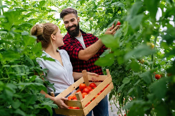 Planten Landbouw Business Concept Paar Boeren Een Kas Voor Gezondheid — Stockfoto
