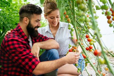Genç çift organik sera bahçesinden taze domates topluyor. İnsanlar sağlıklı gıda konsepti