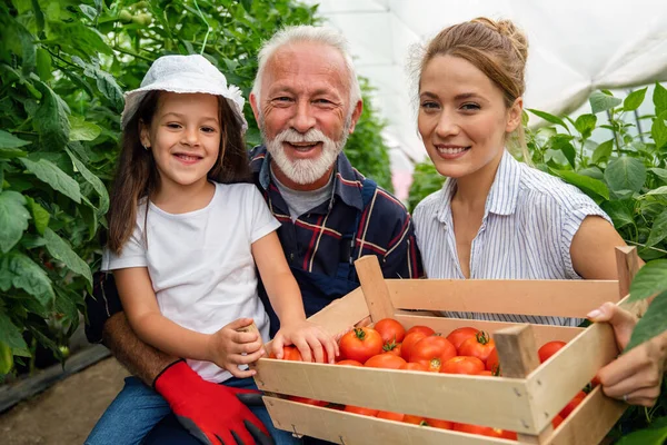 祖父与孙子孙女和家人一起在家庭农场种植有机新鲜蔬菜 小企业主和健康食品生产概念 — 图库照片