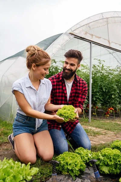 Agricultura Familiar Feliz Agricultores Inteligentes Que Trabajan Recogiendo Verduras Que — Foto de Stock