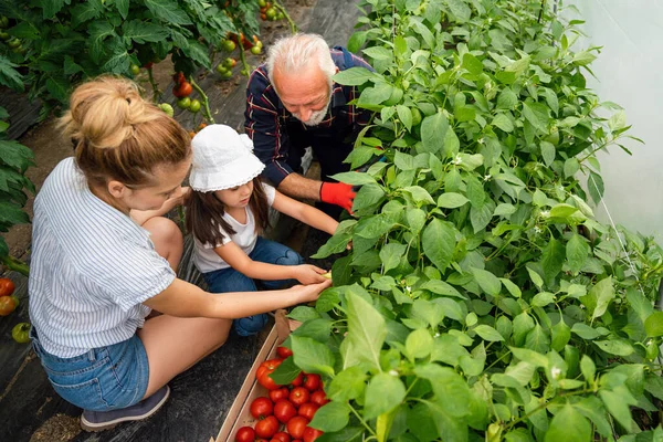 Grandfather growing organic fresh vegetables with grandchildren and family at family farm. Small business farm owner and healthy food production concept.