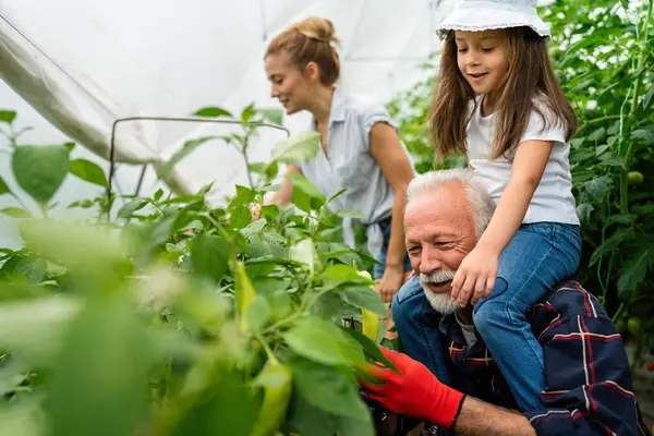 Avô Cultivando Legumes Orgânicos Com Família Bio Pequena Fazenda Pessoas — Fotografia de Stock