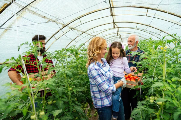 Šťastná Rodina Tři Generace Spolupracující Ekologické Farmě Skleníku Aby Pěstovali — Stock fotografie