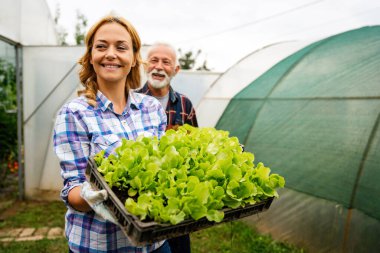 Tarım görevlileri taze çiğ sebze topluyor. Taze organik sebze ve marullu sepet.