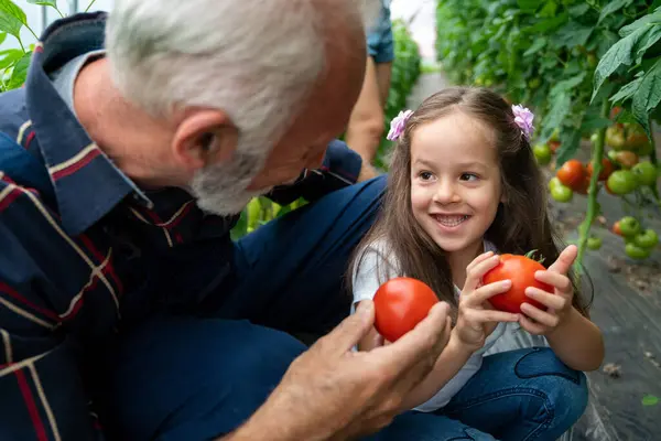 Grandfather growing organic fresh vegetables with grandchildren and family at family farm. Small business farm owner and healthy food production concept.