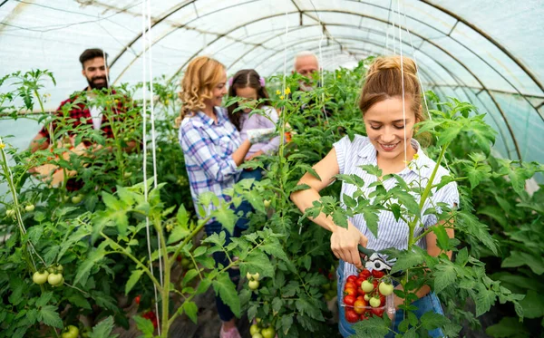 Friendly farmer team harvesting fresh vegetables from the rooftop greenhouse garden. Agriculture healthy food people concept.