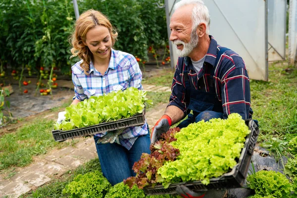 Šťastní Zemědělci Sklízející Salát Zeleninu Skleníku Koncept Životního Stylu Lidí — Stock fotografie