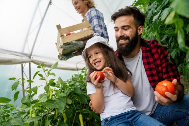 Mutlu çocuklu bir aile çiftlikte bahçıvanlık yapıyor, organik sebze yetiştiriyor. İnsanlar sağlıklı gıda konsepti topluyor.