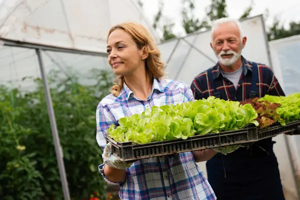 温室からレタスや野菜を収穫する幸せな農家労働者 農民のライフスタイルコンセプト — ストック写真