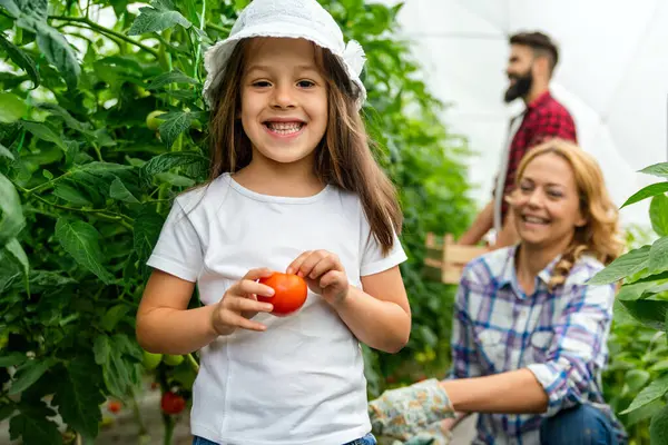 Счастливая Молодая Фермерская Семья Собирает Помидоры Овощи Теплицы Концепция Образа — стоковое фото