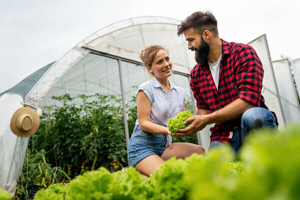 Happy family agriculture smart farmers working picking vegetables working in organic greenhouse farm. People greenhouse healthy food concept