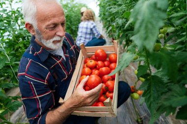 Serada çalışan mutlu ve gülümseyen son sınıf öğrencisi. İnsanlar organik tarım sağlıklı gıda konsepti