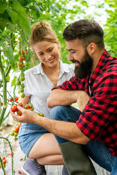 Successful farm family, couple engaged in growing of organic vegetables in hothouse, gathering crop of tomatoes in summertime