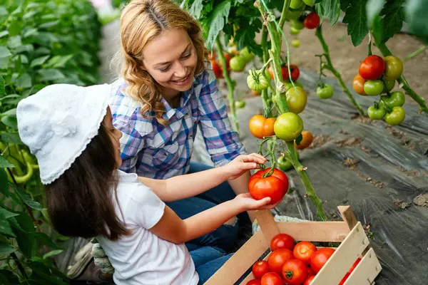 Landelijke Familie Plukken Biologische Tomaten Tuin Klein Meisje Helpen Haar — Stockfoto