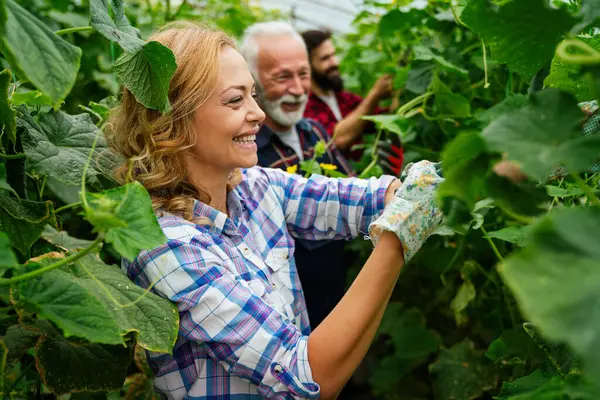 Biologische Landbouwer Met Vers Geplukte Groenten Landbouwgebied Een Zelfvoorzienende Vrouw — Stockfoto