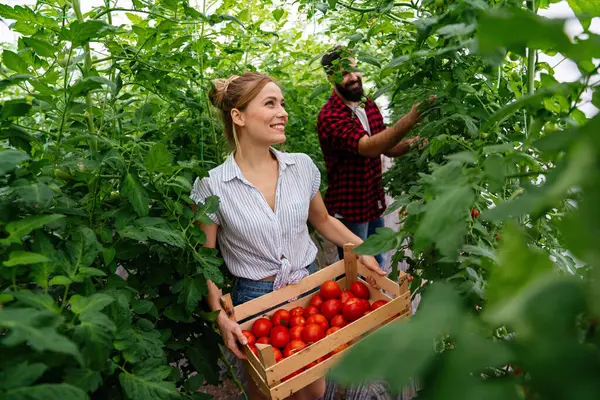 Jonge Gelukkige Paar Boeren Werken Kas Met Biologische Bio Tomaat — Stockfoto