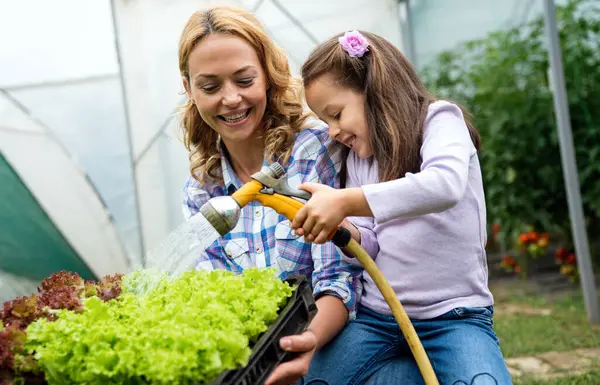 Happy Young Farmer Family Workers Harvest Irrigate Lettuce Vegetables Greenhouse — Stock Photo, Image
