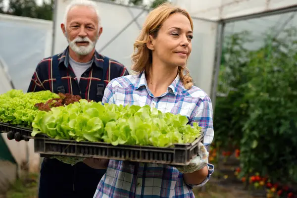 Familia Feliz Gente Cosecha Verduras Invernadero Orgánico Recoge Lechuga Para Imágenes De Stock Sin Royalties Gratis