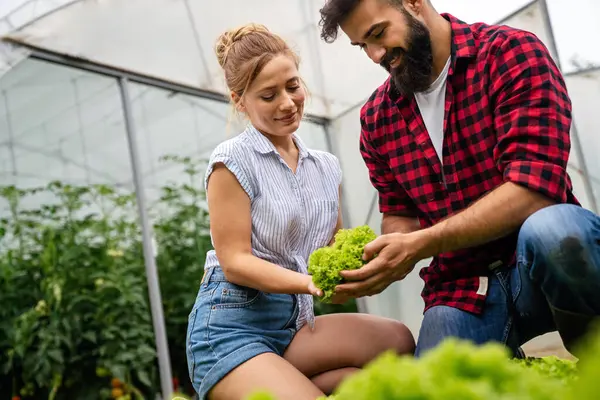 Glückliches Jungbauernpaar Erntet Salat Und Gemüse Aus Dem Gewächshaus Lebensstil Stockbild