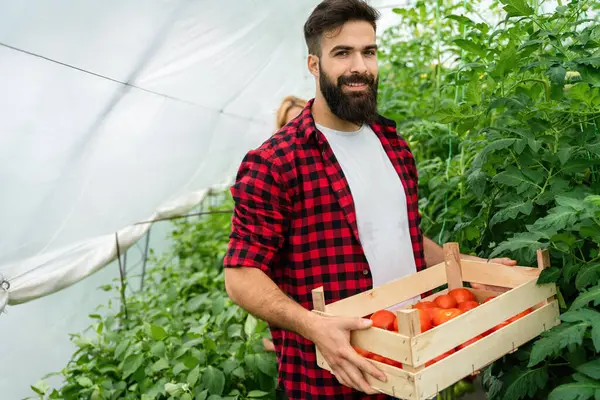 Biologisches Treibhausgasgeschäft Glücklicher Junger Bauer Pflückt Frische Und Reife Tomaten lizenzfreie Stockfotos