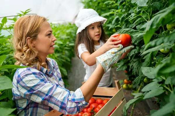 Feliz Madre Soltera Recogiendo Verduras Frescas Con Hija Alegre Joven Imagen de archivo