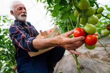 Serada çalışan mutlu ve gülümseyen son sınıf öğrencisi. İnsanlar organik tarım sağlıklı gıda konsepti