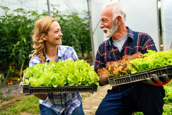 Heureux Ouvriers Agricoles Récoltant Laitue Légumes Serre Concept Style Vie Images De Stock Libres De Droits
