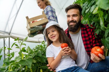 Mutlu çiftçi ailesi seradan domates ve sebze topluyor. Çiftlik insanları yaşam tarzı konsepti