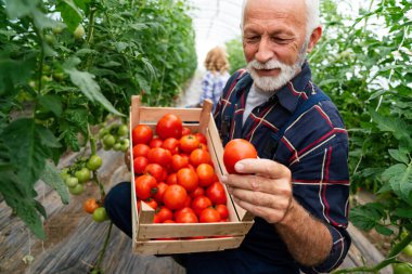 Organik sera işi. Mutlu kıdemli çiftçi serasından taze ve olgun domatesleri topluyor..