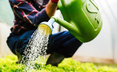 Sebze yatağını marul sıralarıyla suluyorum. Tarım insanları sağlıklı organik gıda konseptiyle çalıştırır.