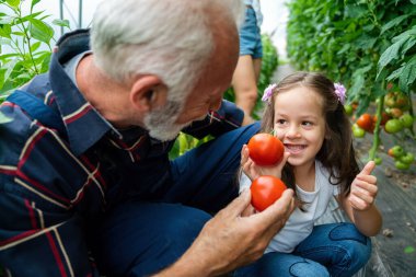 Sera işinde ailesiyle birlikte çalışan mutlu kıdemli bir adam. İnsanlar organik besin konsepti.