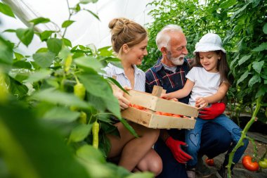 Sera işinde ailesiyle birlikte çalışan mutlu kıdemli bir adam. İnsanlar organik besin konsepti.